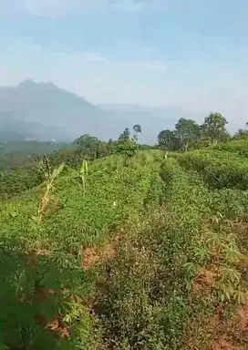 Tanah kebun murah cikaramas lt 5 ha, satu pemilik