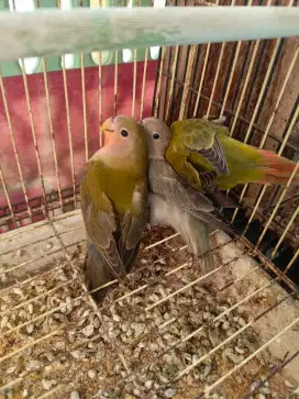 Jual Lovebird Non Klep Paud