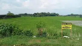 Dijual cepat tanah sawah