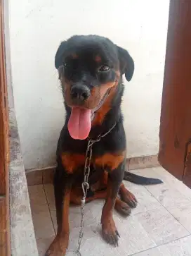 ROTTWEILER JANTAN