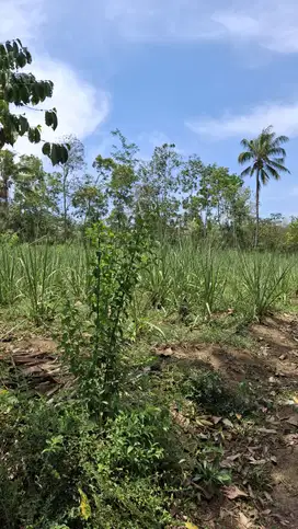 TANAH KEBUN TEBU SIAP PANEN