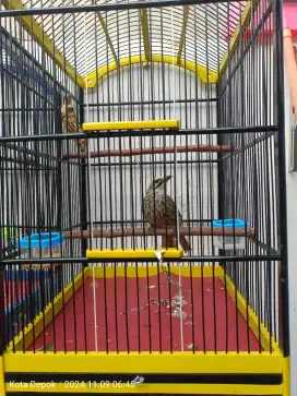 Jual Burung cucak Rowo sepasang Siap ternak