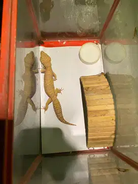 Dijual Gecko Betina