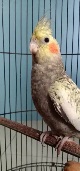 Jual BU Burung Parkit Australi Burja