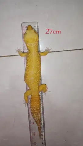 Gecko Giant Super