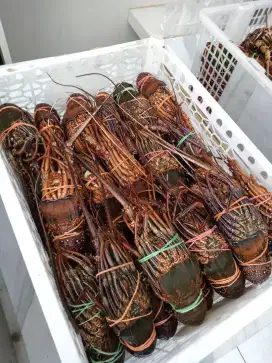 Lobster Fresh Beku size 200-300 gram