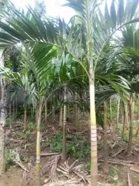 Pohon palem putri tinggi 3 meter daun..