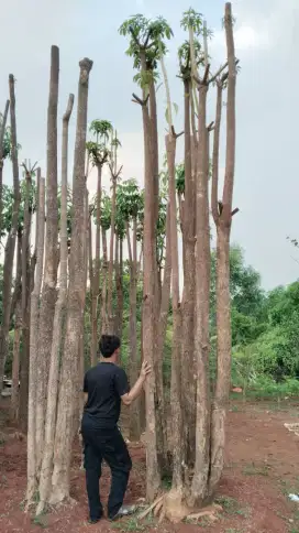 Pohon pule putih bruping tinggi 5 meter..