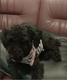 Anjing Toy Poodle pure black DOB Desember 2023