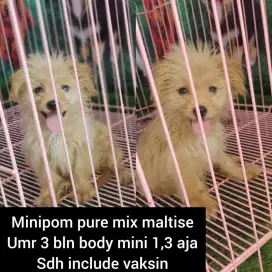 Minipom Shitzu maltise