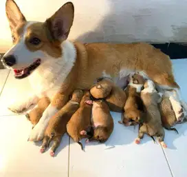 Jual anjing betina indukan corgi