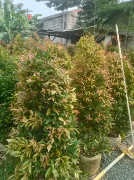 Pohon pucuk merah