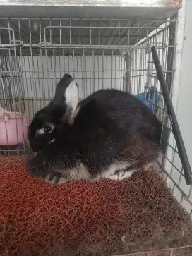 Kelinci ND [Netherland Dwarf]