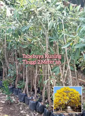 Tabebuya Kuning Tinggi 2 Meter an