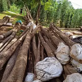 POHON PULE TUNGGAL DAN GRUPING