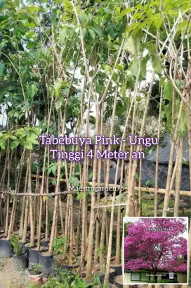 Tabebuya Pink - Ungu Tinggi 4 Meter an