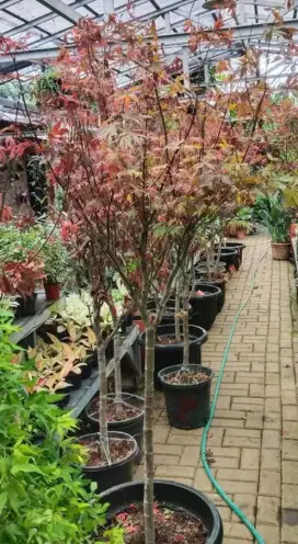 POHON RED MAPLE