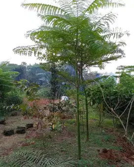 POHON PARAHIBA SOLOBIUM / POHON PAKIS BRAZIL