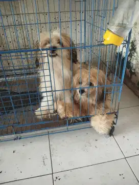 Jual anjing shizpom sepasang umur 5 bulan