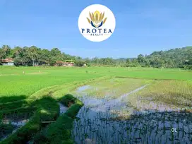 Dijual Kavling Sawah di Cilaku, Cianjur