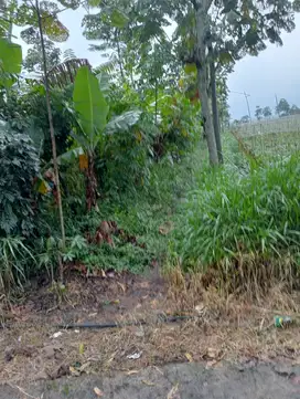 kebun pinggir jalan ketinggian 1000 mdpl