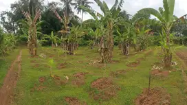 Dijual TANAH KEBUN dipinggir Jalan Desa di RAWALO (Kabupaten Banyumas)