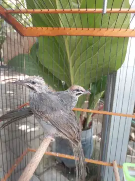 Cucakrowo anakan stok banyak