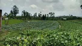 Di jual tanah kebun/sawah