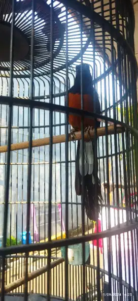 Murai Batu Medan