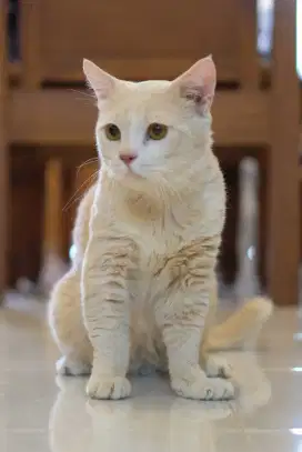 Kucing British Shorthair BSH Bicolor Cream Jantan