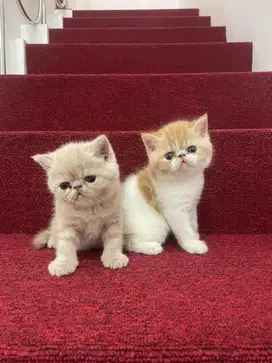 Kucing peaknose Exotic shorthair