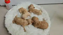 ANJING POODLE OPEN BOCKING STANBUM