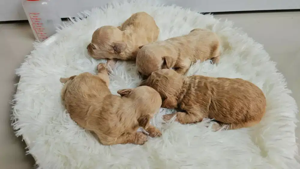 OPEN BOCKING ANJING POODLE STANBUM TOY