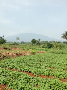 Dijual Cepat Kebun di Kab. Bogor Strategis