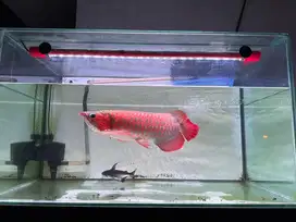 Arwana super red sepauk 50 cm