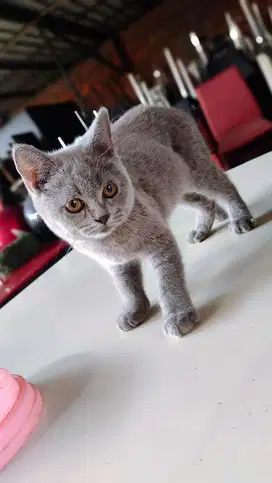 Dijual murah kucing british shorthair bsh