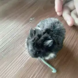 Hamster peliharaan simple hemat gemas,hiburan,jadi sahabat si kecil