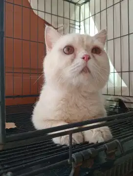 British Shorthair BSH full white 8bulan