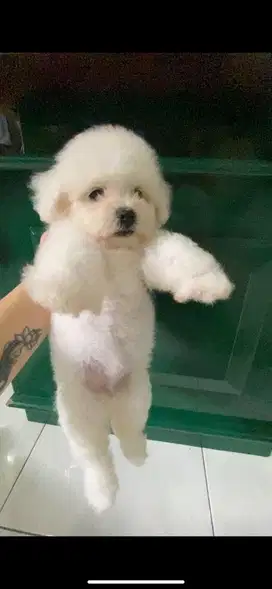 Anakan Bichon Frise