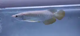 Ikan Arwana Golden Red size -+20 cm