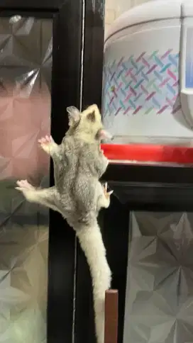 Sugar glider mozaik het cream
