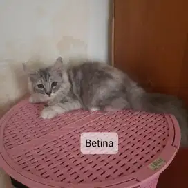 Kucing Kitten Persia