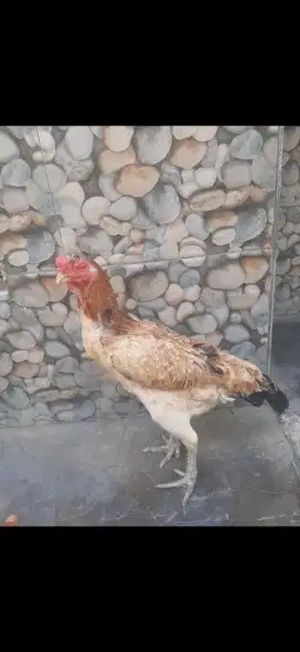 Ayam biang jenis bangkok mangon