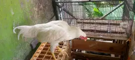 Ayam Kampung Jago Putih Bersih