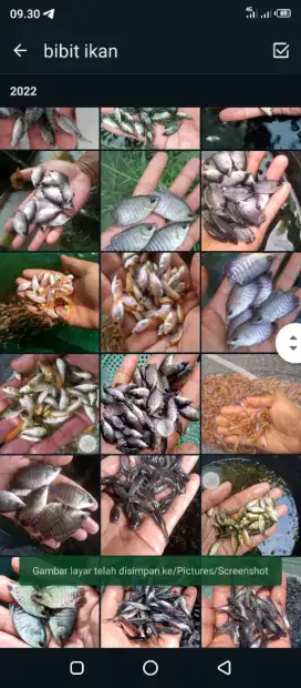 Bibit ikan mas siap d order