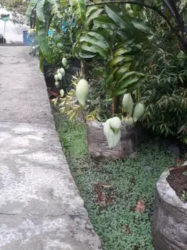 jual pohon mangga dan lain lain