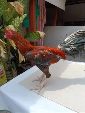 Ayam Bangkok Muda