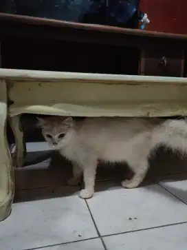 Kucing Persia putih