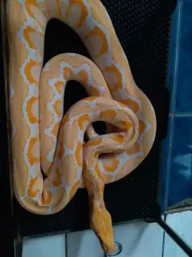 Ular White Pase Albino