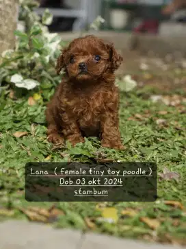 Tiny toy poodle